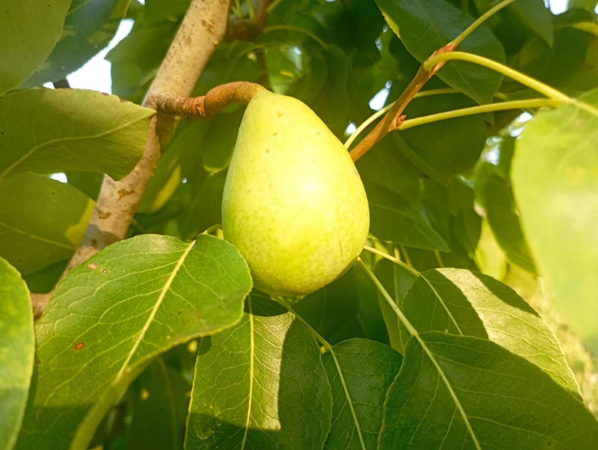 Affittacamere Sa Stella E Monti Marrùbiu Esterno foto