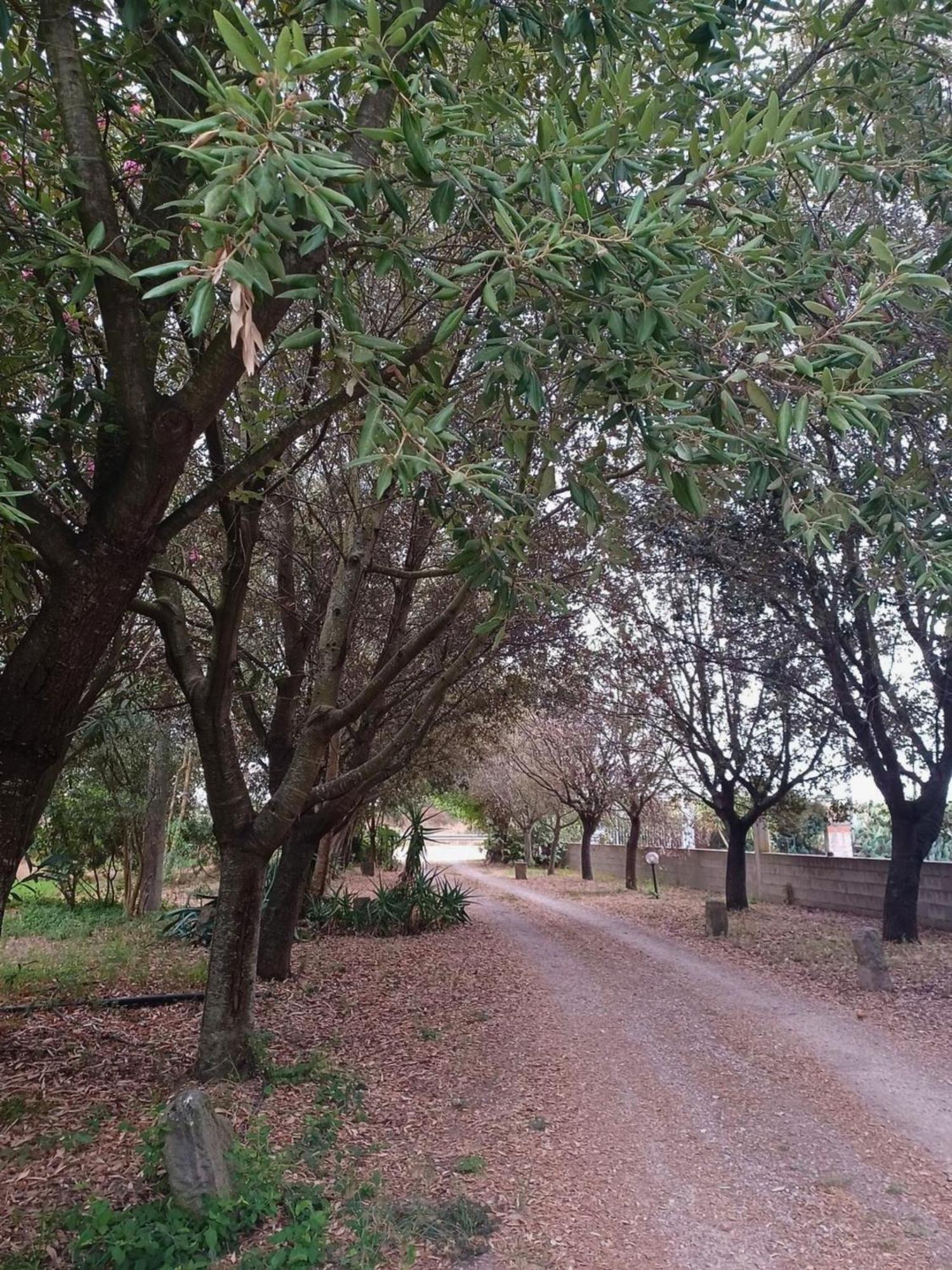 Affittacamere Sa Stella E Monti Marrùbiu Esterno foto
